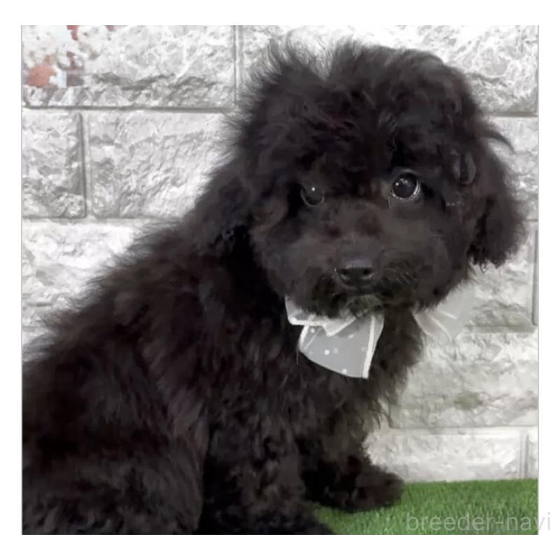 販売中の埼玉県のビションプー:ビションフリーゼ×トイプードル-423430の2枚目