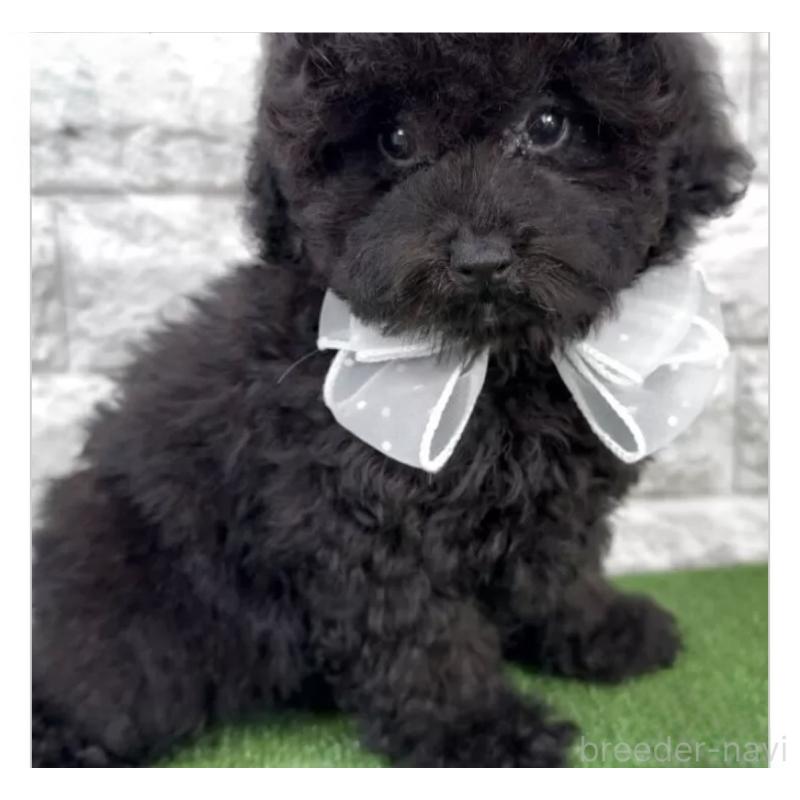 販売中の埼玉県のタイニープードル-422423の5枚目