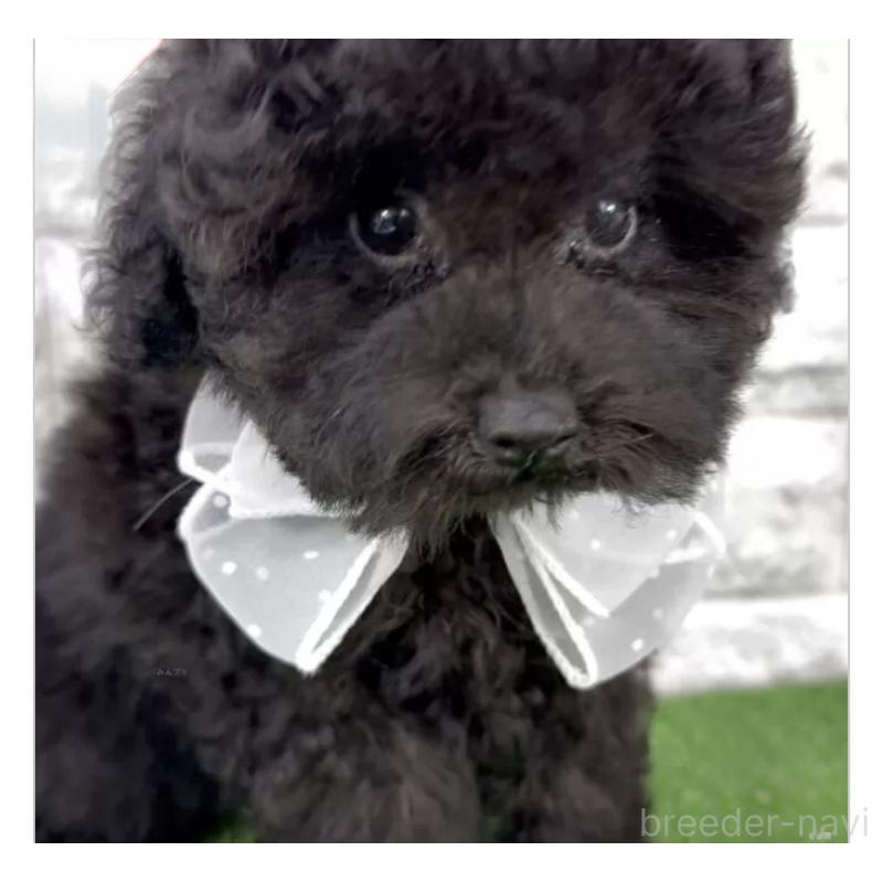 販売中の埼玉県のタイニープードル-422423の4枚目