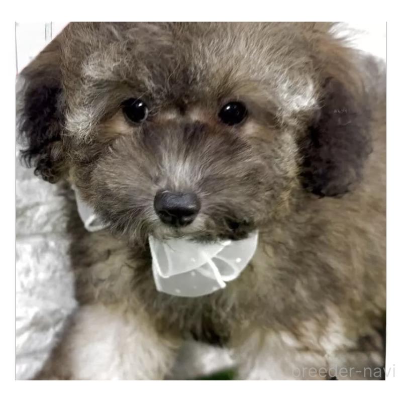 販売中の埼玉県のビションプー:ビションフリーゼ×トイプードル-423431の3枚目