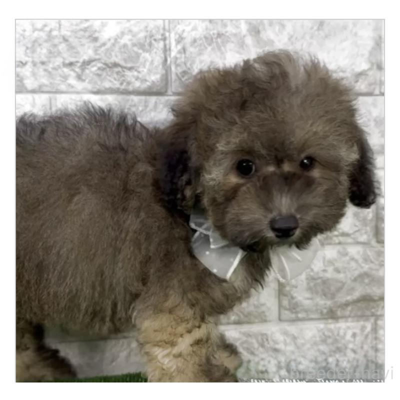 販売中の埼玉県のビションプー:ビションフリーゼ×トイプードル-423431の2枚目