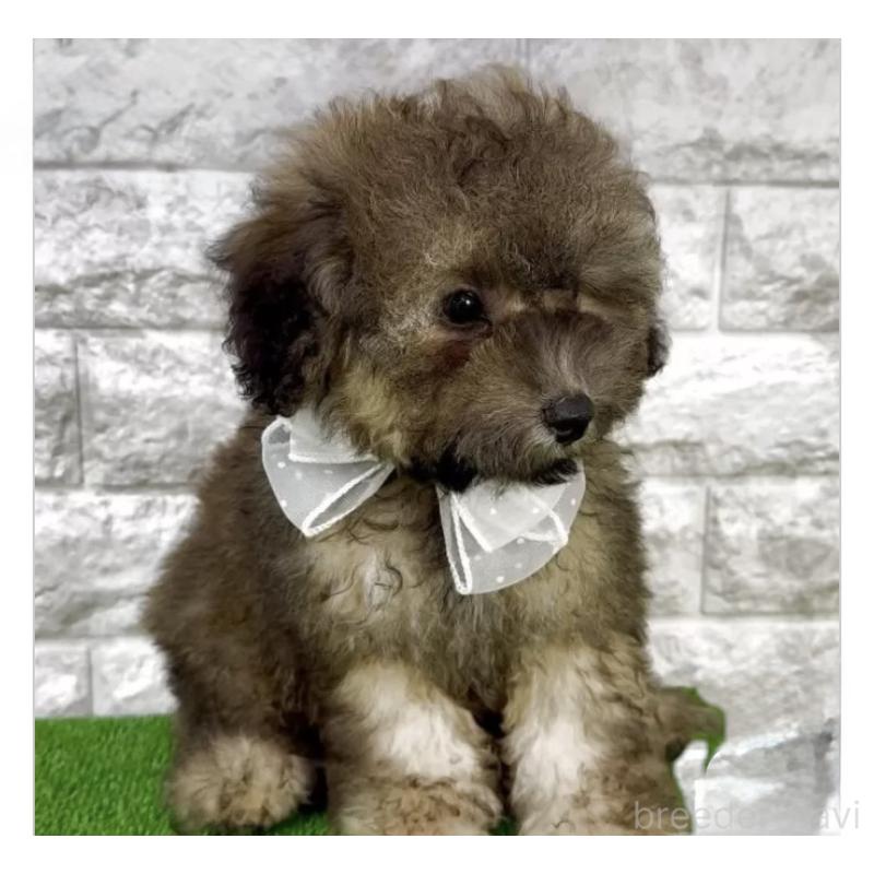 販売中の埼玉県のビションプー:ビションフリーゼ×トイプードル-423431