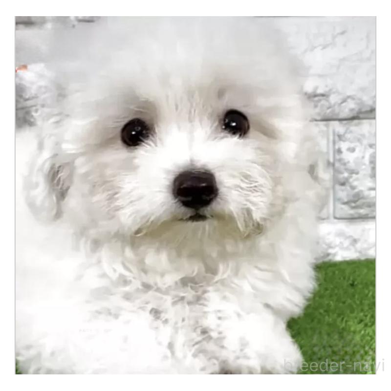 成約済の埼玉県のビションフリーゼ-405149の6枚目