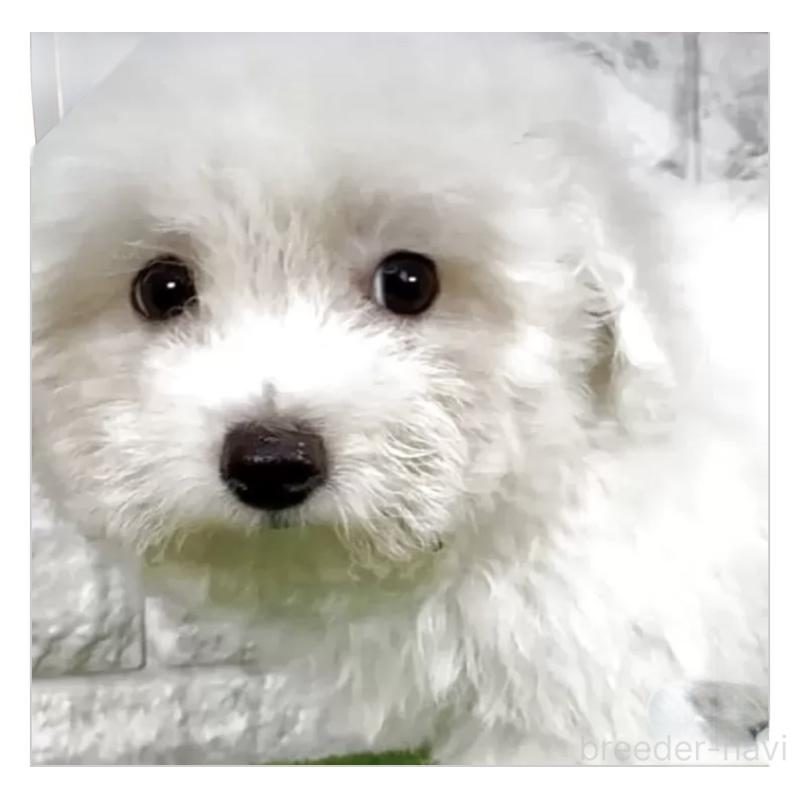 成約済の埼玉県のビションフリーゼ-405149の5枚目