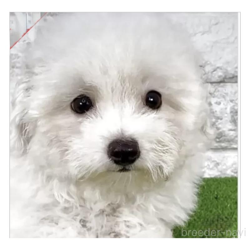 成約済の埼玉県のビションフリーゼ-405149の4枚目