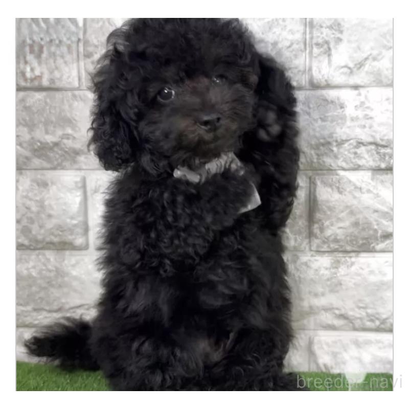 販売中の埼玉県のビションプー:ビションフリーゼ×トイプードル-427976の1枚目