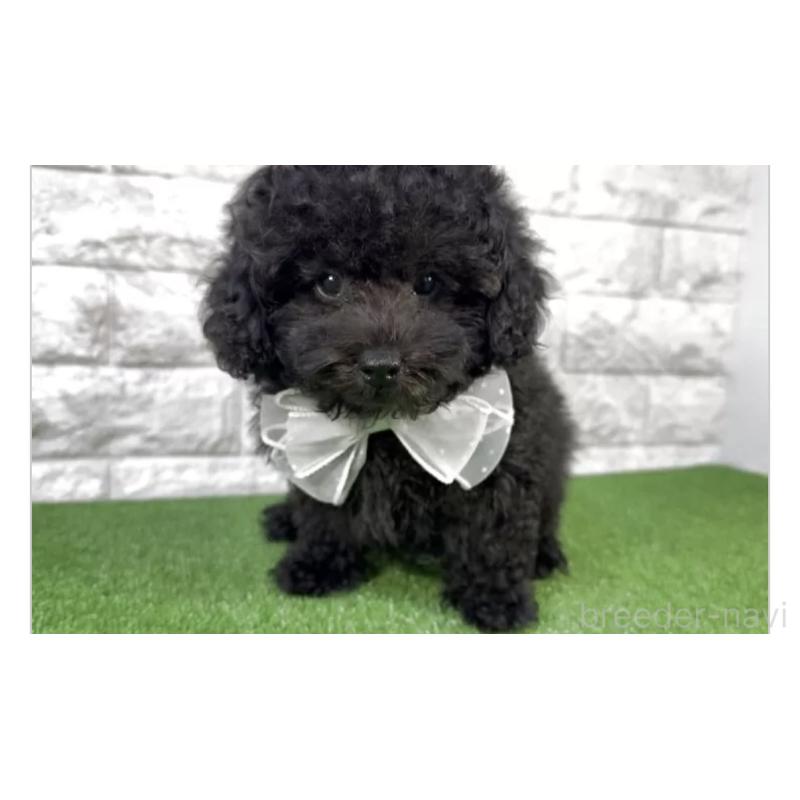 販売中の埼玉県のビションプー:ビションフリーゼ×トイプードル-427976の3枚目