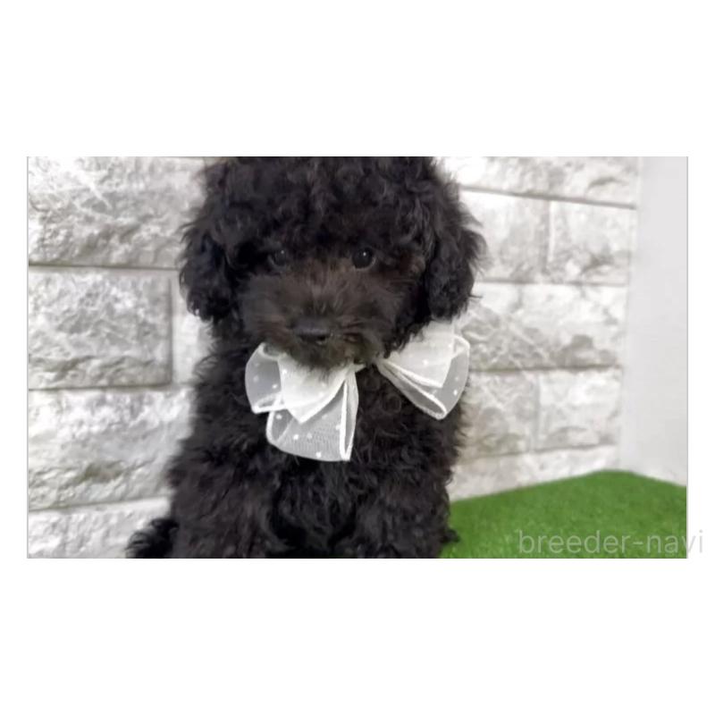 販売中の埼玉県のビションプー:ビションフリーゼ×トイプードル-427976の2枚目