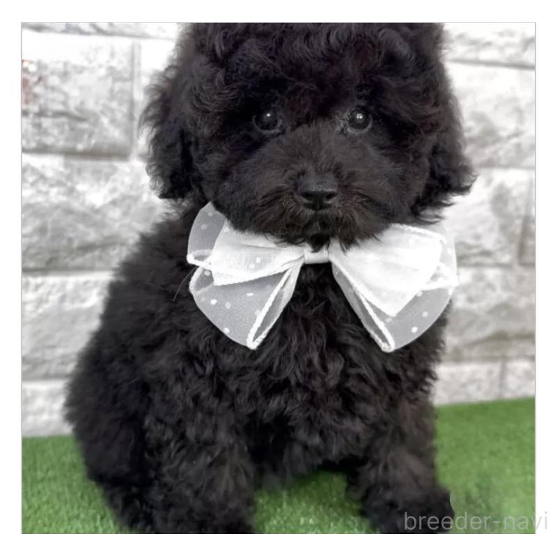 販売中の埼玉県のタイニープードル-422423