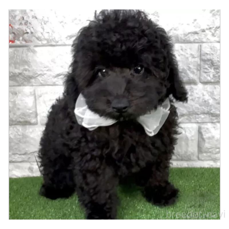 販売中の埼玉県のタイニープードル-423440