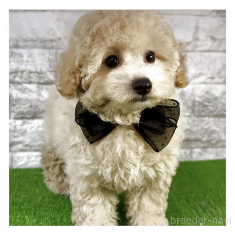 販売中の埼玉県のビションプー:ビションフリーゼ×トイプードル-423437