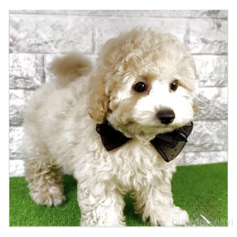 販売中の埼玉県のビションプー:ビションフリーゼ×トイプードル-423437の3枚目