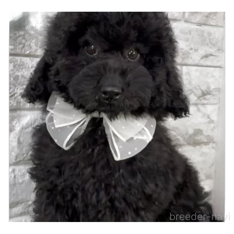 販売中の埼玉県のタイニープードル-422424