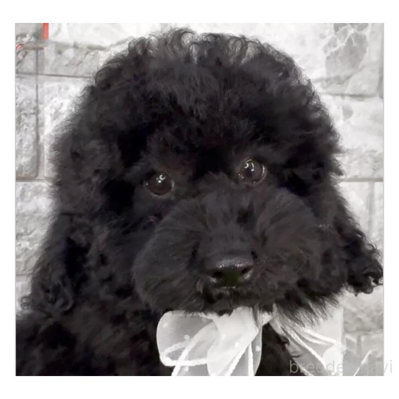 販売中の埼玉県のタイニープードル-422424の3枚目