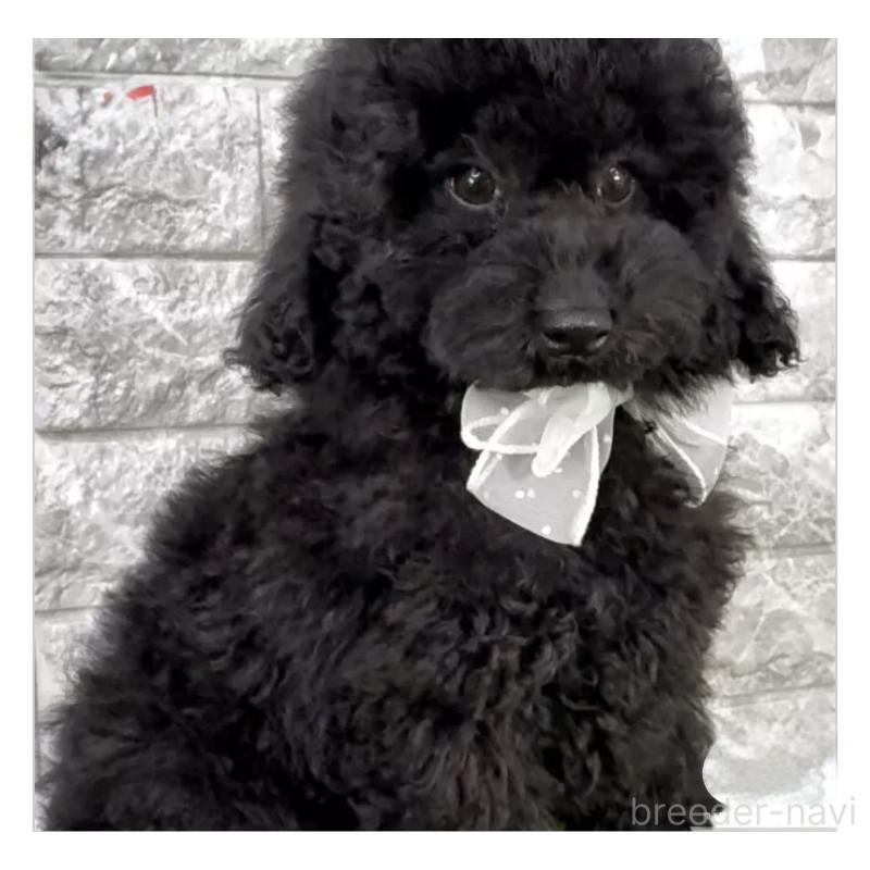 販売中の埼玉県のタイニープードル-422424の2枚目