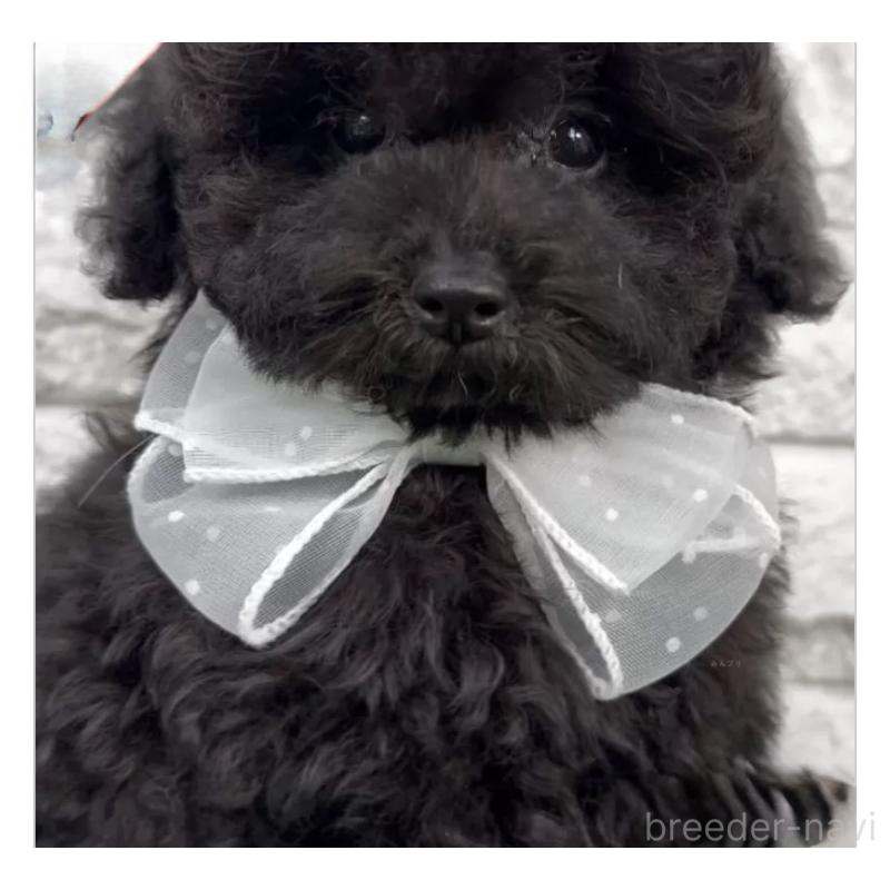 成約済の埼玉県のタイニープードル-422422の3枚目