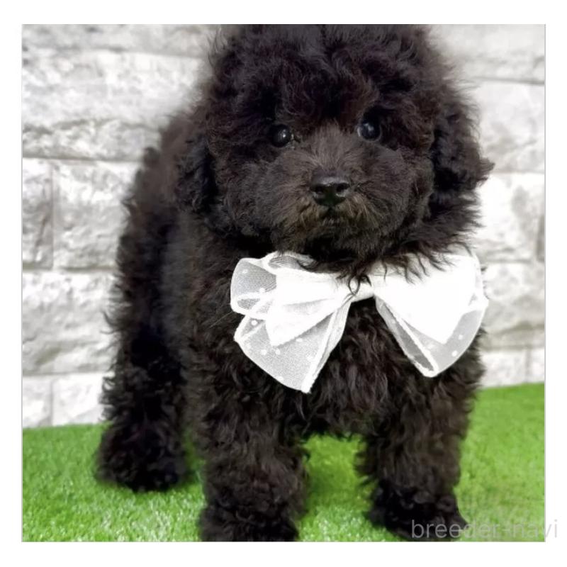 成約済の埼玉県のタイニープードル-422422の2枚目