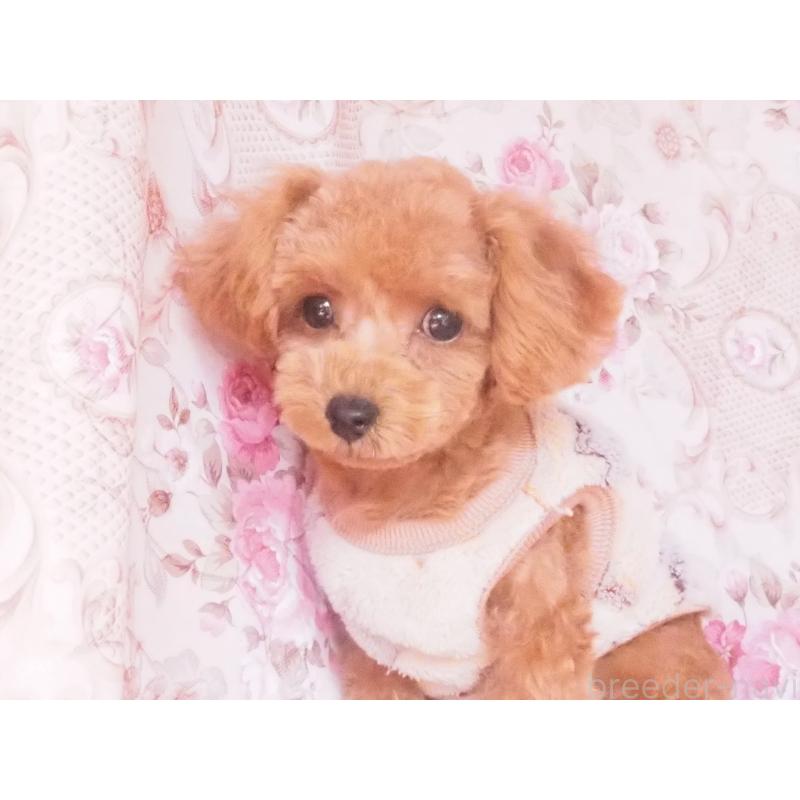 販売中の岡山県のミックス犬-427982の3枚目