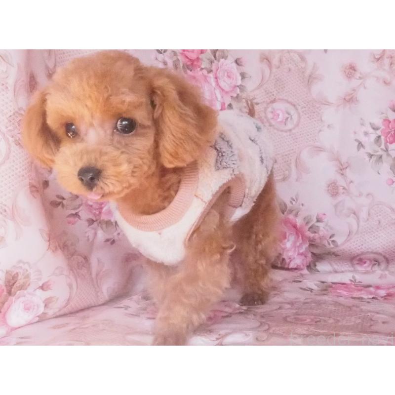 販売中の岡山県のミックス犬-427982の2枚目