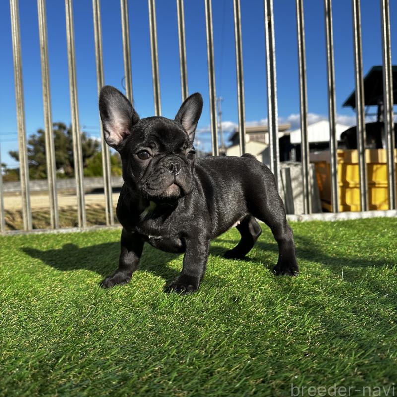 販売中の兵庫県のフレンチブルドッグ-422378