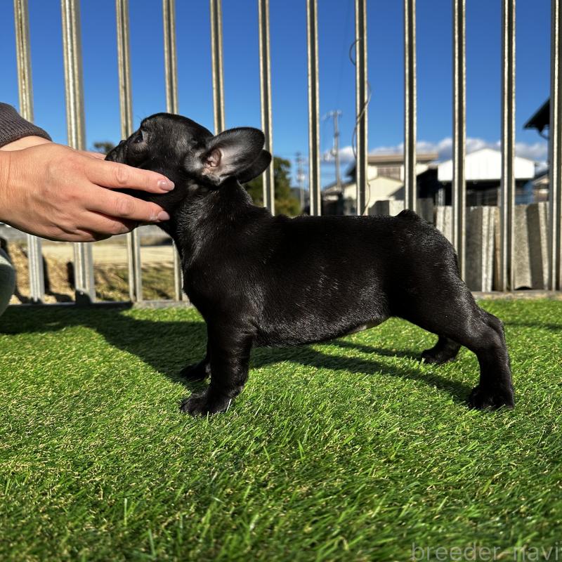 販売中の兵庫県のフレンチブルドッグ-422378の3枚目