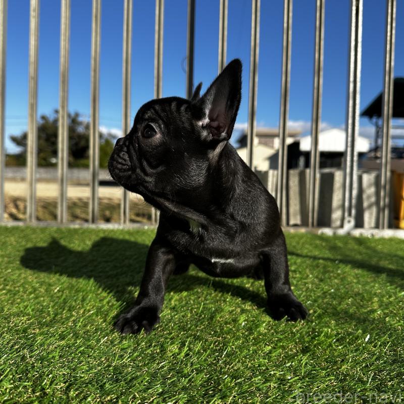 販売中の兵庫県のフレンチブルドッグ-422378の2枚目