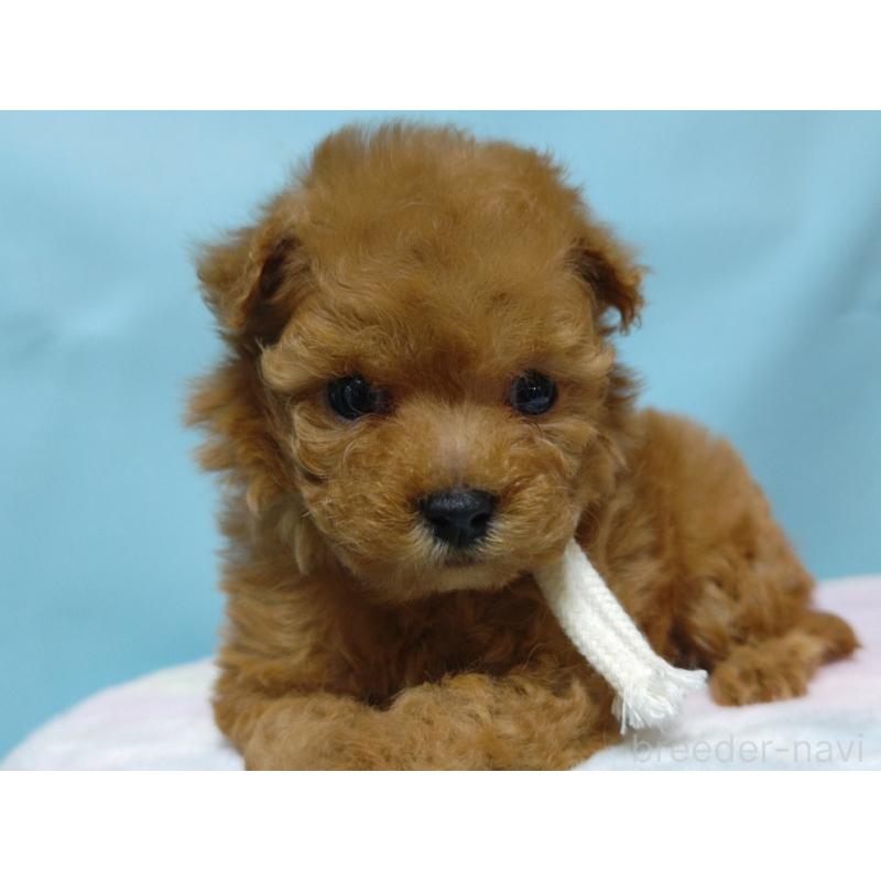 販売中の広島県のティーカッププードル-427990の6枚目