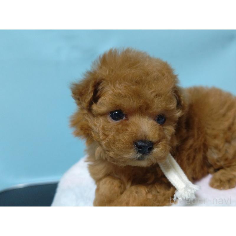 販売中の広島県のティーカッププードル-427990の5枚目