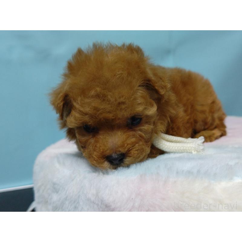 販売中の広島県のティーカッププードル-427990の4枚目