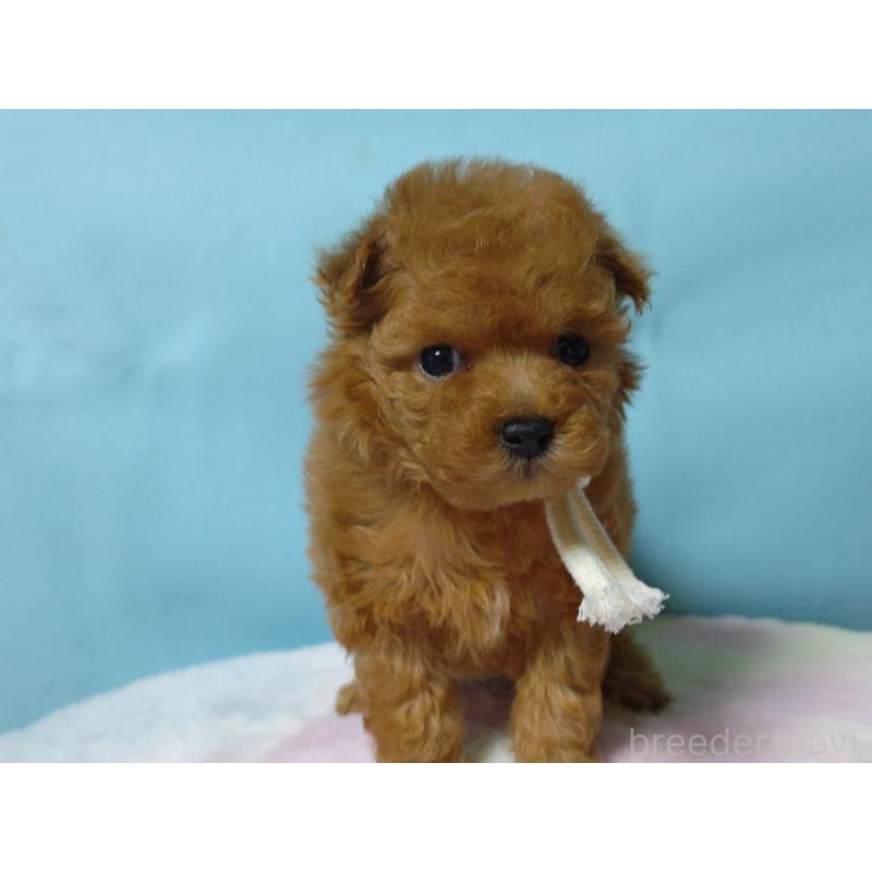 販売中の広島県のティーカッププードル-427990の3枚目