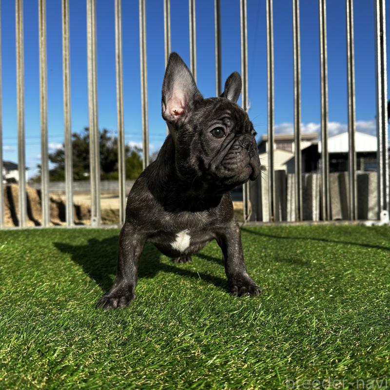 成約済の兵庫県のフレンチブルドッグ-422376の12枚目