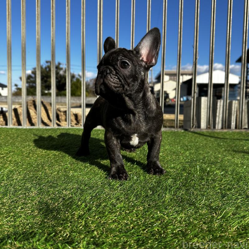 成約済の兵庫県のフレンチブルドッグ-422376の11枚目