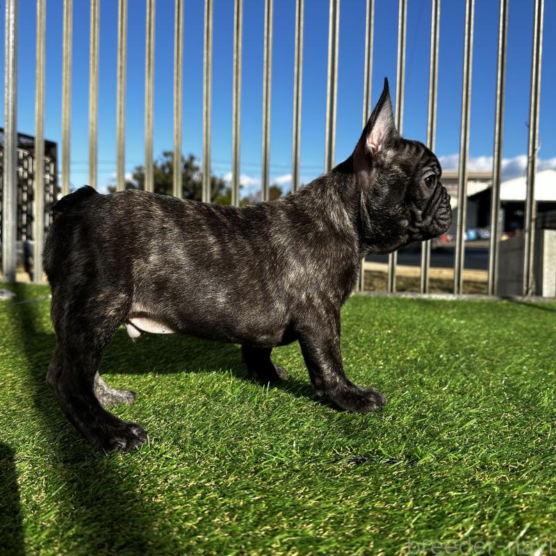 成約済の兵庫県のフレンチブルドッグ-422376の10枚目