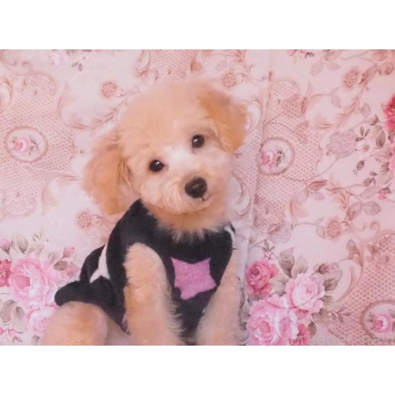 販売中の岡山県のミックス犬-427986の3枚目