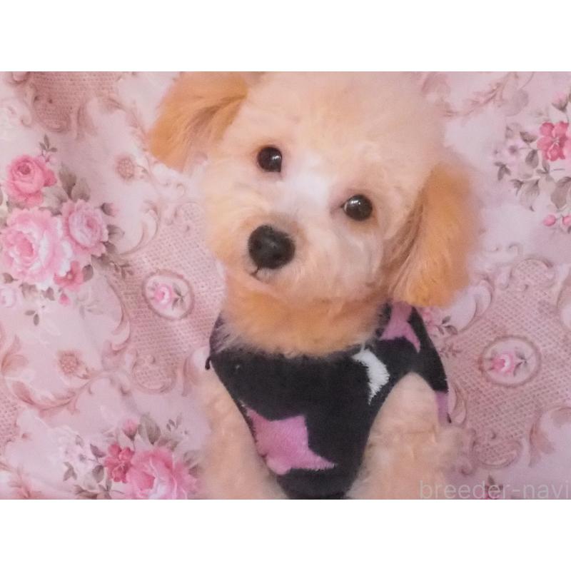 販売中の岡山県のミックス犬-427986の2枚目