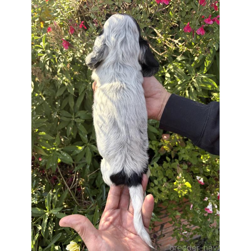 販売中の佐賀県のイングリッシュコッカースパニエル-427989の2枚目