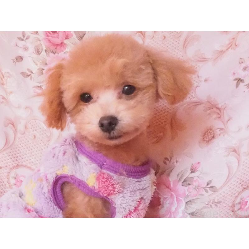 販売中の岡山県のミックス犬-427992の3枚目