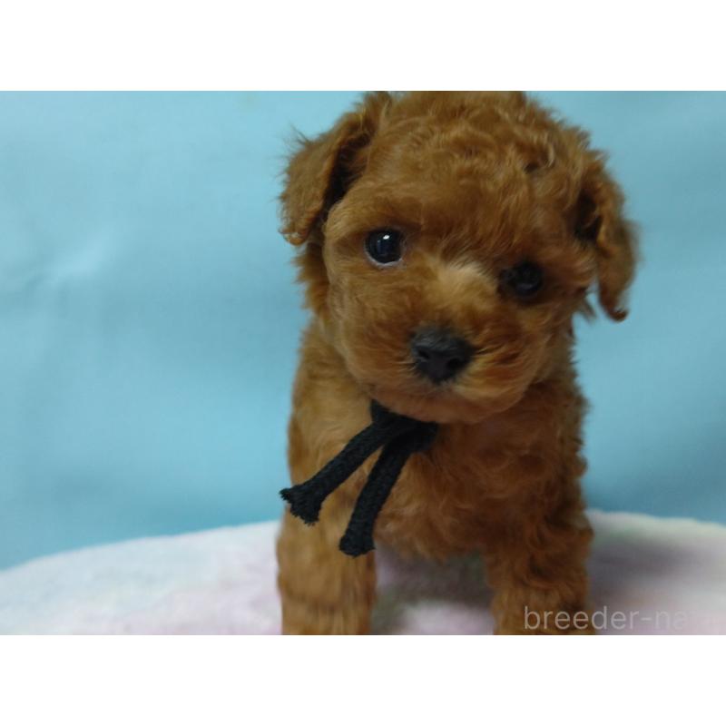 販売中の広島県のティーカッププードル-427994の6枚目