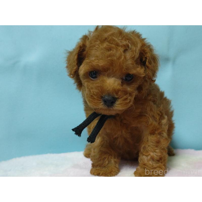 販売中の広島県のティーカッププードル-427994の5枚目