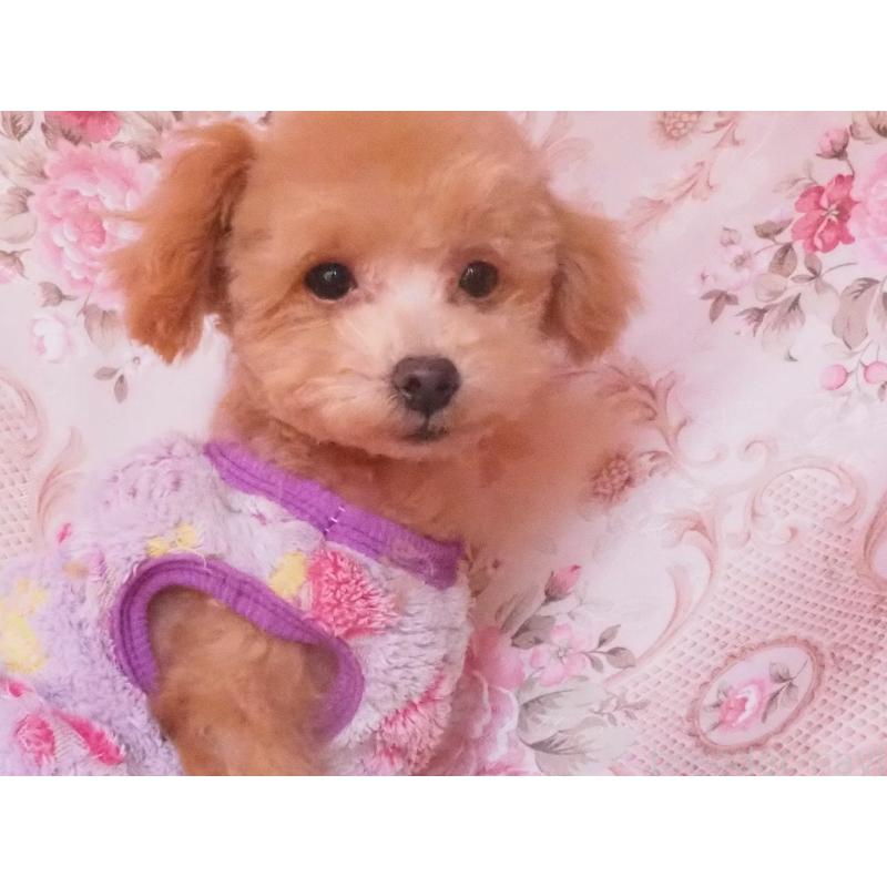 販売中の岡山県のミックス犬-427992の2枚目