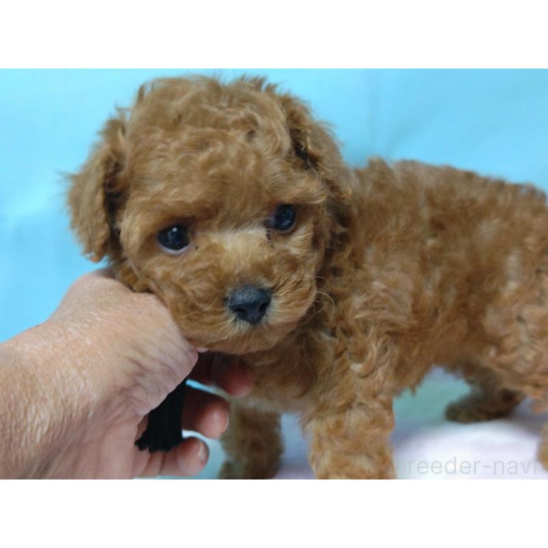 販売中の広島県のティーカッププードル-427994の4枚目