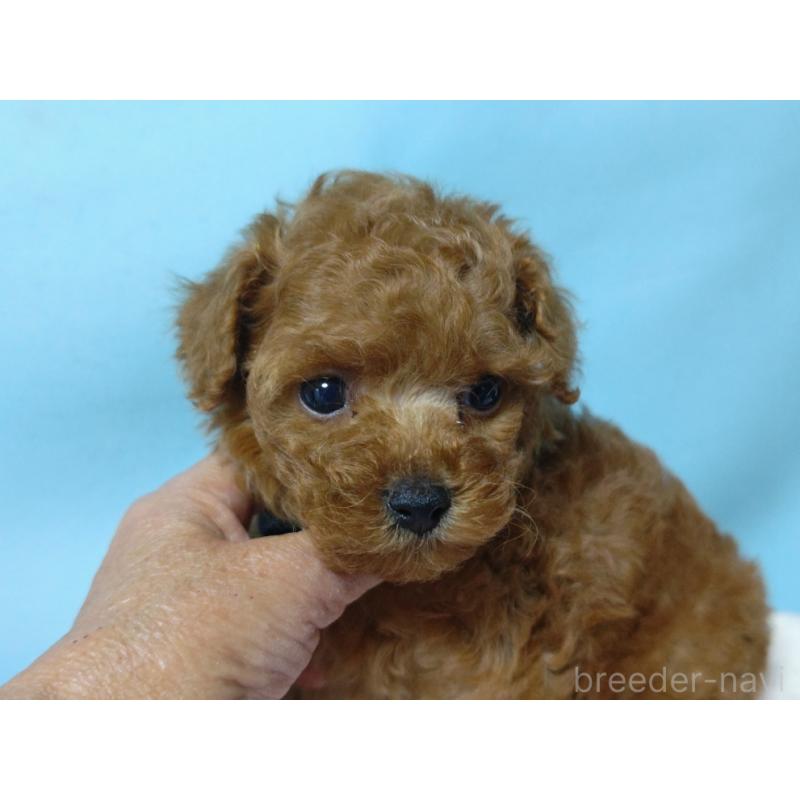 販売中の広島県のティーカッププードル-427994の3枚目