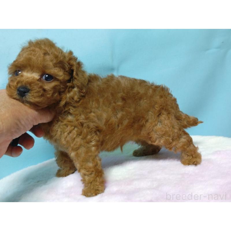 販売中の広島県のティーカッププードル-427994の2枚目