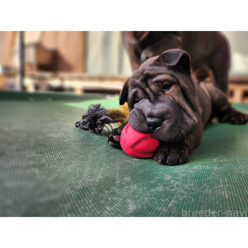 販売中の岡山県のシャーペイ-427993の2枚目