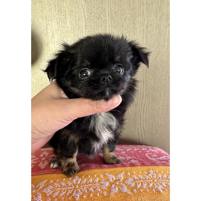 販売中の福島県のチワワ(ロングコート)-426421の5枚目