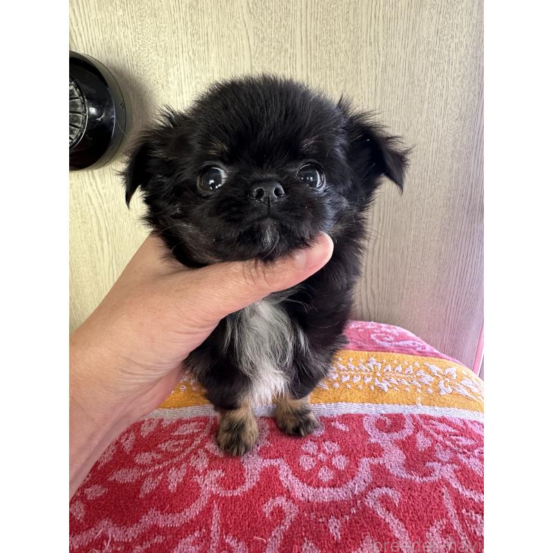 販売中の福島県のチワワ(ロングコート)-426421