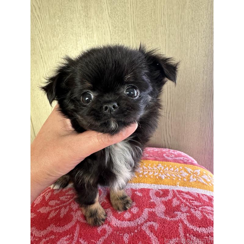 販売中の福島県のチワワ(ロングコート)-426421の4枚目