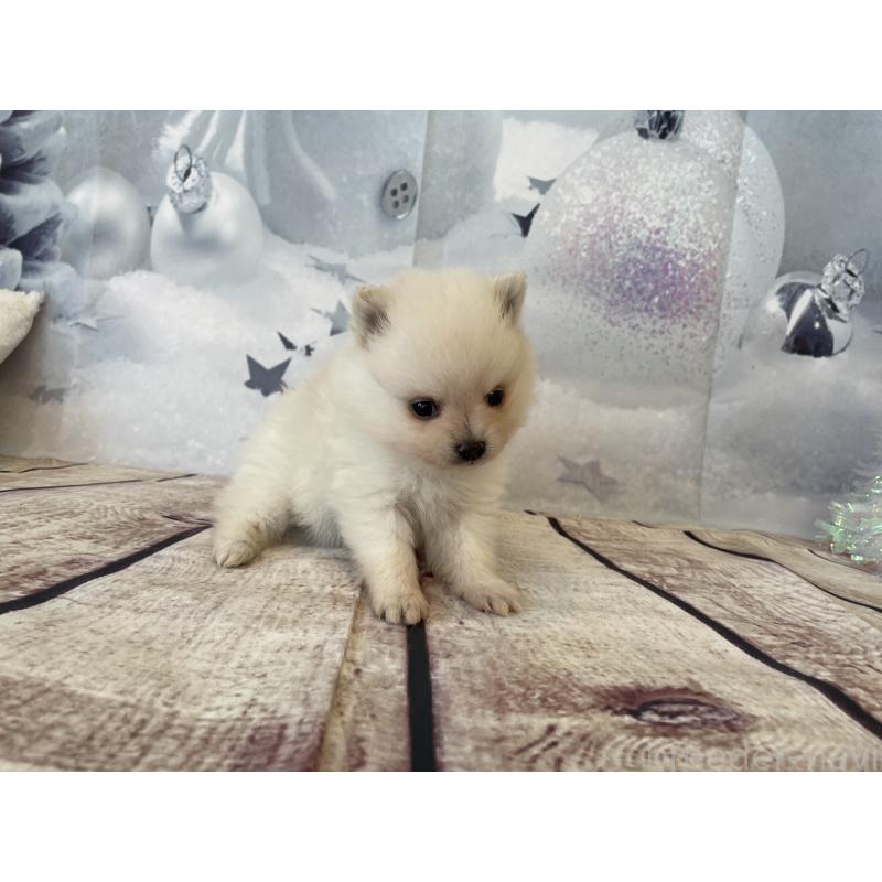 販売中の北海道のポメラニアン-427996の6枚目