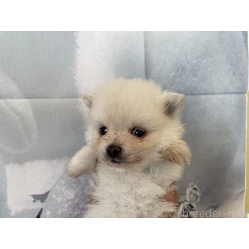販売中の北海道のポメラニアン-427996の5枚目
