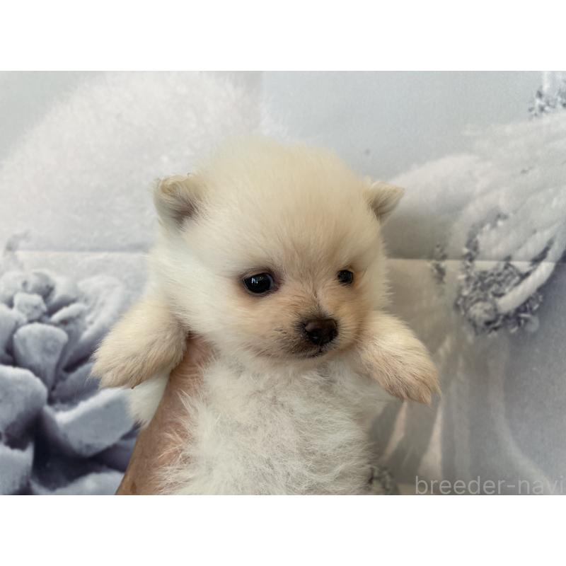 販売中の北海道のポメラニアン-427996の4枚目